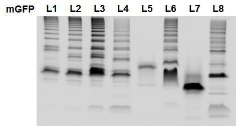 Supplementary Figure 1. SDS-PAGE analysis of GFP oligomer variants with different linkers.
