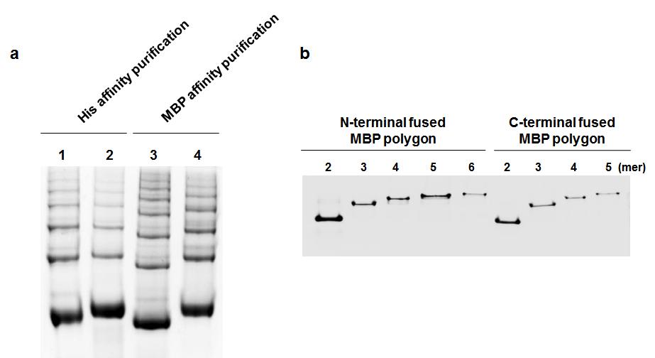 Supplementary Figure 13. Multivalent display of functional MBP on GFP polygons.