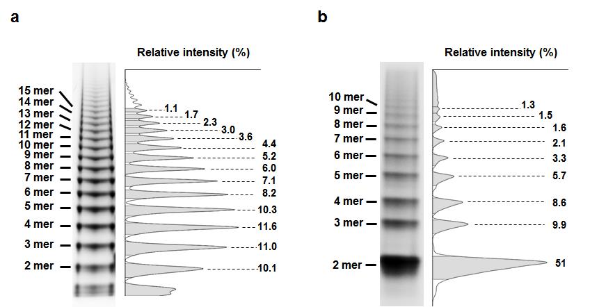 Supplementary Figure 14. Size distributions of GFP oligomers on native-page.