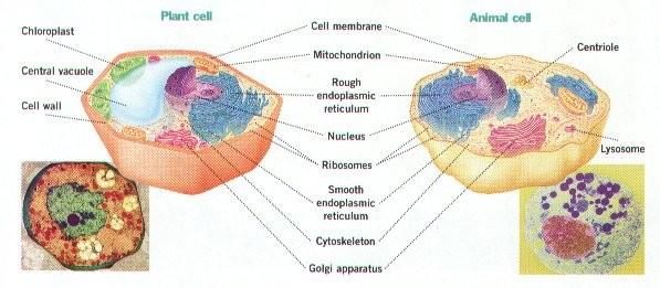 Plant Cells vs.