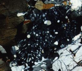 8 Fig. 5. Myrmekite with tiny quartz vermicules in sodic diorite containing biotite, plagioclase (An 34 ) and orthopyroxene (Fs 57 ). Fig. 6.
