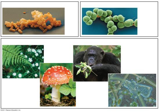 The Domains of Life (a) Domain Bacteria (b) Domain Archaea (c) Domain Eukarya Kingdom Animalia 100