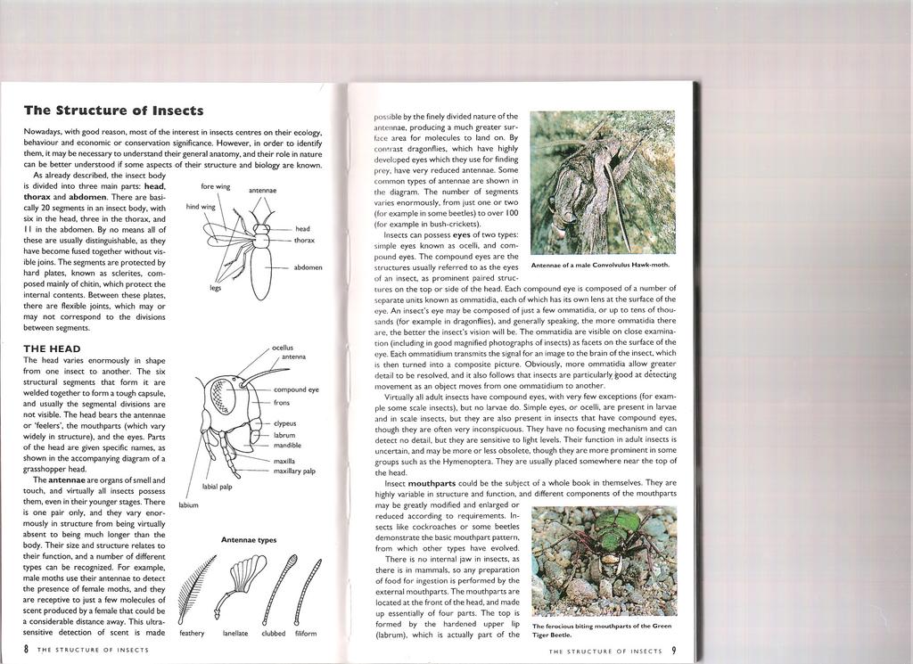 7 The Structure of Insects po"ible by the finely divided nature of the Nowadays, with good reason, most of the interest in insects centres on their ecology, behaviour and economic or conservation