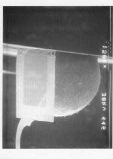 Figure 3: SEM photographs of solder