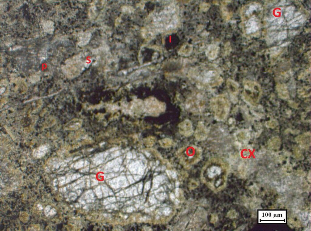 Fig. IV 11 : Macrocrystal kimberlite breccia in pipe KL-4. Note angular crustal xenolith fragments (CX) & macrocrysts of Garnet (G).