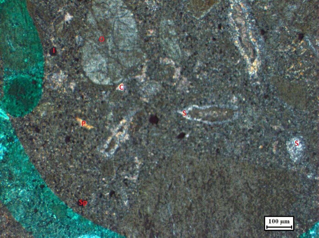 Note development of phlogopite (P) along the rim and fractures of some of the olivine microphenocrysts. Fig. IV- 3 : Macrocrystal texture in pipe KL -2.