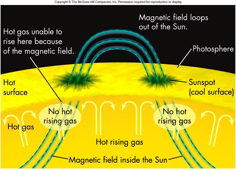 Charged particles tend to spiral along magnetic field lines easier than they drift across them Consequently, magnetic fields at the Sun s surface slow the ascent of hot gases from