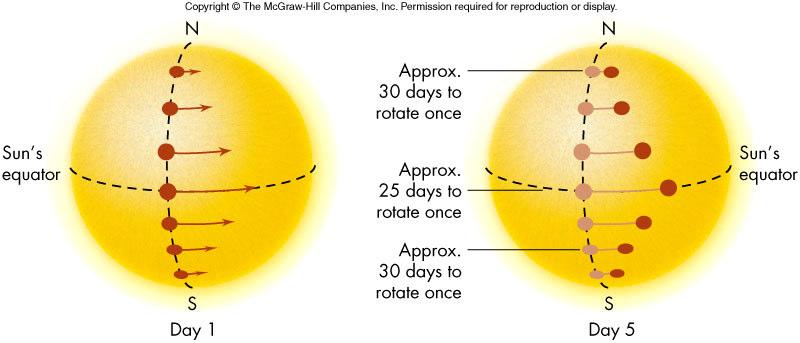Differential Rotation Cause of the Solar Cycle The Sun undergoes differential rotation, 25 days at the equator and 30 at the poles This rotation causes the Sun s