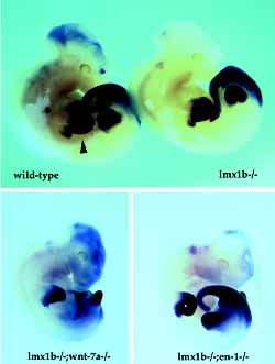 940 H. hen and R.L. Johnson B Fig. 3. Expression of hoxd11 in single and double mutant embryos. () Whole-mount in situ hybridization of wild-type (left) and lmx1b mutant (right) E 11.5 embryos.