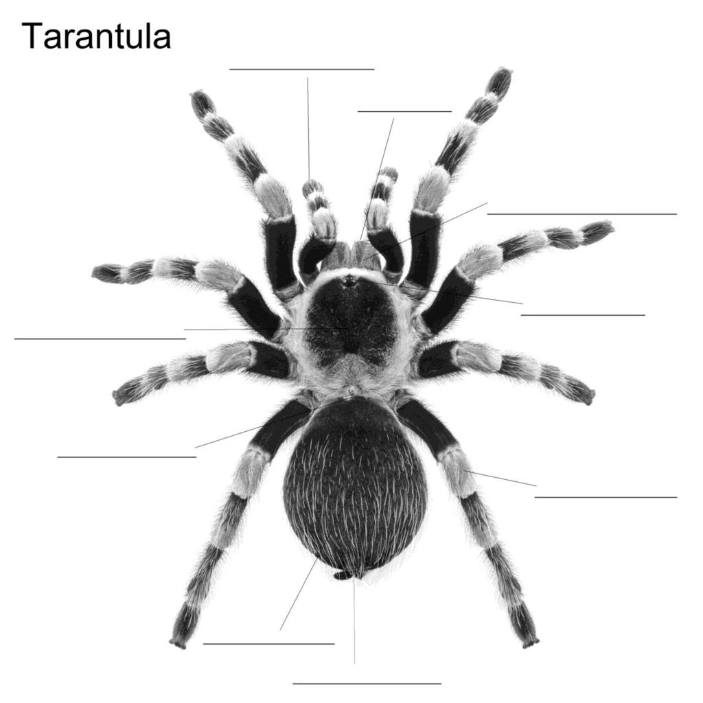 L A B D I A G R A M S LAB 19: STUDY A SPIDER Diagram 19-1 Label the hrizntal lines abve t dente these rgans: Eyes (8) Spinnerets (4) Legs