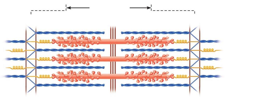 Each sarcomere extends from one Z disc to the next.