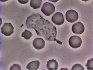 Self-Assembly-Driven Motility Neutrophil chasing Staphylococcus aurea David Rogers,