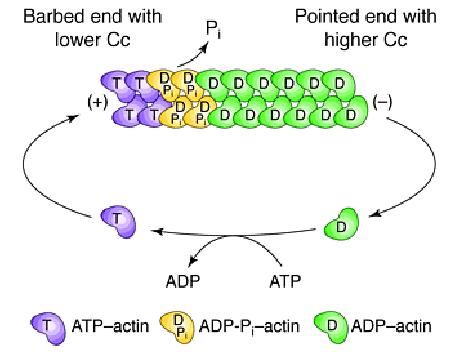 Actin Polymerization and Depolymerization