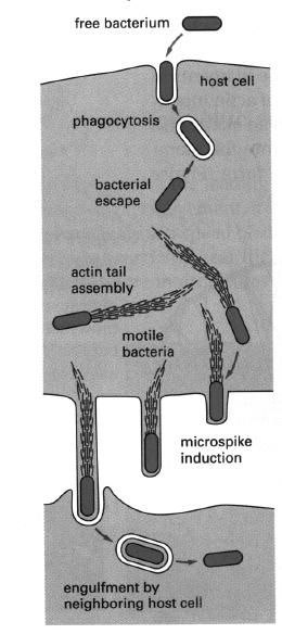 Actin and Listeria Motility CDC