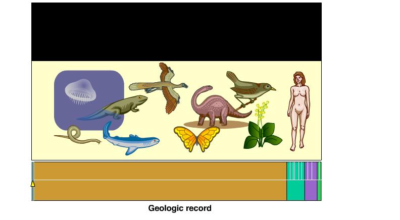 The Geologic Record