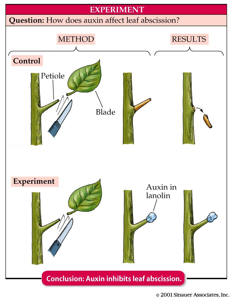 right time: Auxin produced in the leaf