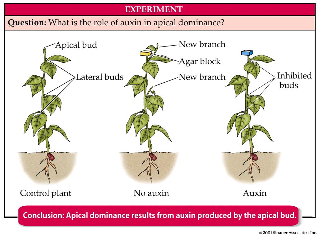 Auxin does many other things: Apical Dominance growth of main stem,, little branching Remove