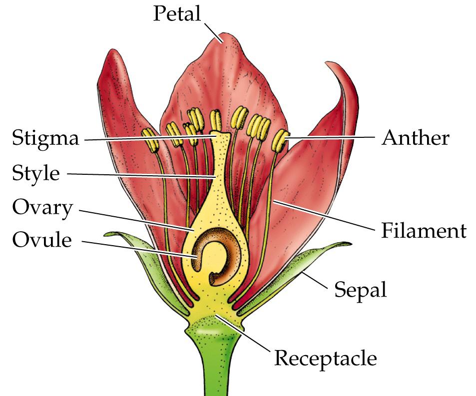 Sexual Reproduction The flower