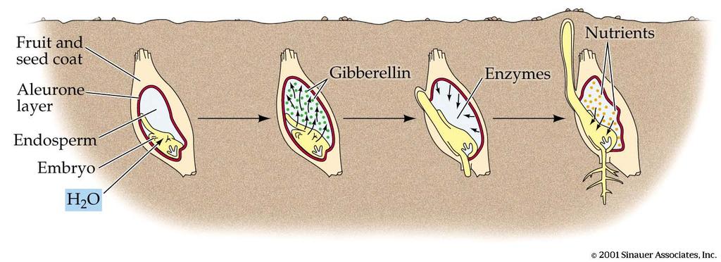 Gibberellins Function 1: Nutrient Release Mobilize enzymes that release nutrient