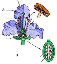 Plant Gender Being modular means the sky is the limit on gender variation. Hermaphroditic flowers.
