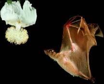 Mammal Pollination Bats - Nocturnal flowers. Flowers often smell like bats.