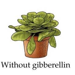 Gibberellins Function 3: Bolting Rosette