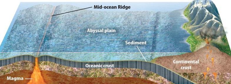 Components of The Ocean Floor Mid-Ocean Ridge Long, undersea mountain chains formed from