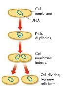 The Process of Cell Division happens quickly begins when the cell reaches a certain size is