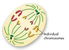 The Process of Cell Division ANAPHASE Third phase of mitosis