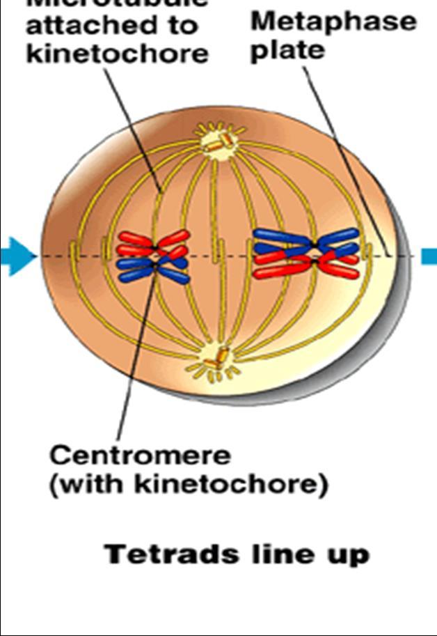 the centromeres of
