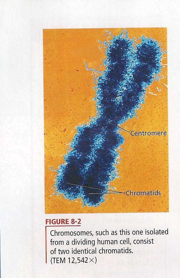 CHROMOSOMES ARE MADE UP OF TWO CHROMATIDS.