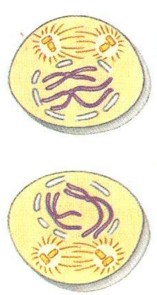 MEIOSIS II PROPHASE II Paired chromatids coil.