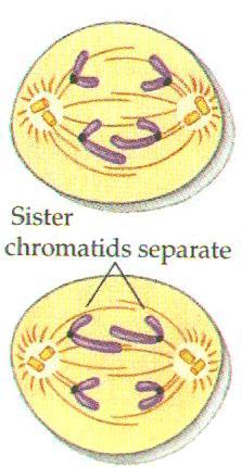 MEIOSIS II ANAPHASE II Each pair of chromatids split at the centromere to