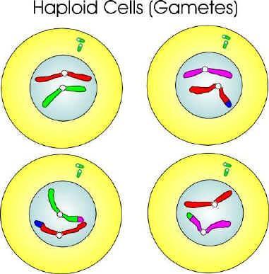 MEIOSIS - CYTOKINESIS Same process as in mitosis. Four non-identical cells are formed.