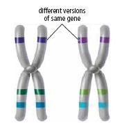 MEIOSIS EVENTS Meiosis I Matching chromosome pairs (homologous chromosomes ) move to opposite poles of the cell - two daughter cells result.