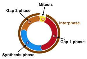 Interphase The phases of the cell cycle in which the cell is preparing to undergo mitosis by replicating its DNA and making the proteins necessary to make another cell.