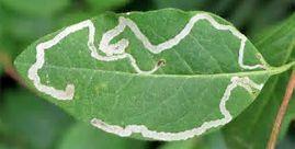 Problem How to identify the problem Solutions Leafminer * Insect is larval stage of a variety of flies and beetles.