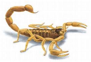 Cypermethrin Scale Scorpions Silverfish * Adults form hard, waxy cuticle resembling a blister, Deltamethrin resistant to