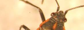 Hemiptera True bugs: