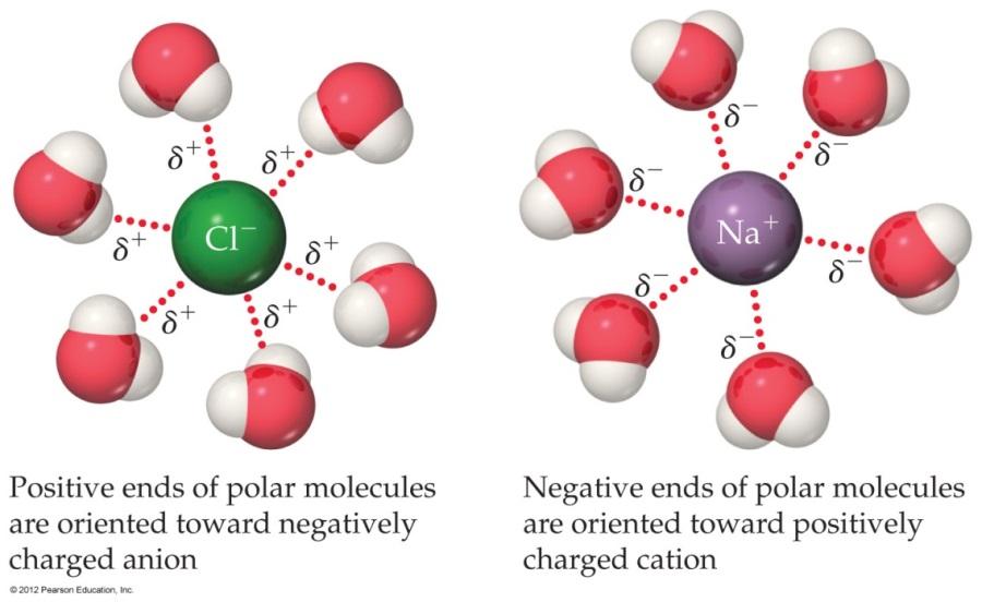 Ion Dipole Interactions Exists between an ion and a polar molecule. Positive ions (cations) are attracted to the negative end of a dipole.