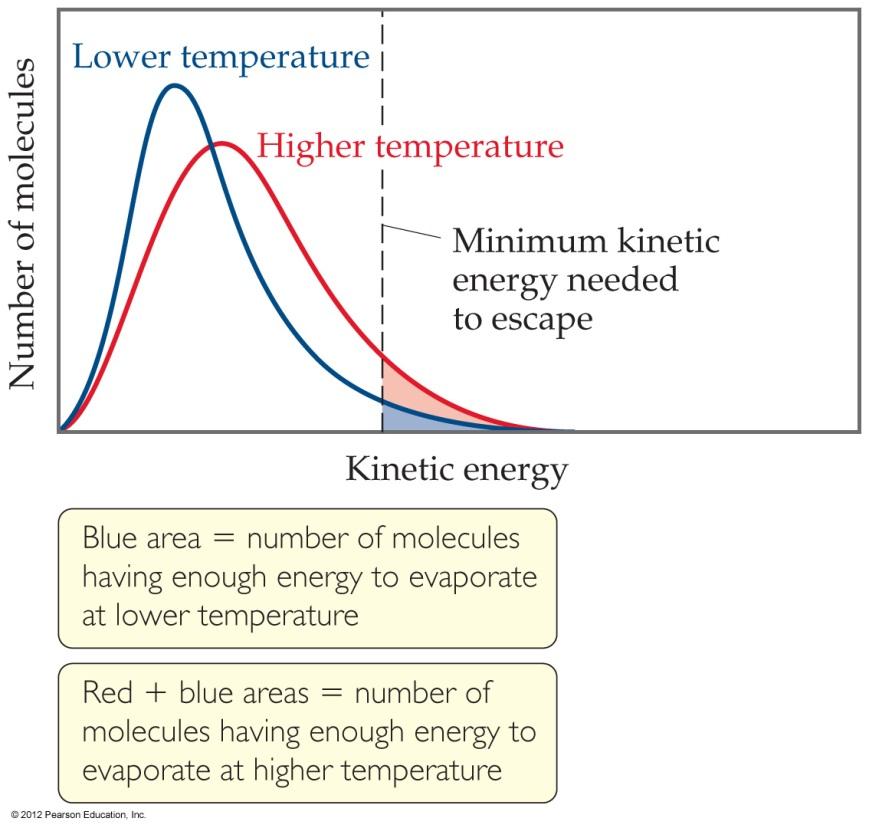 Vapor Pressure At any temperature some molecules in a liquid have enough energy to break free.