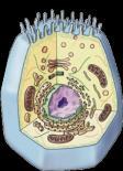 organelles do all these jobs! Cells need power!