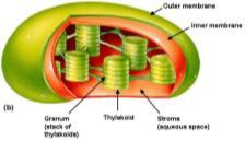 Mitochondria & Chloroplasts Mitochondria Important to