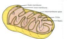 membranes = 2 membranes semi-autonomous organelles move,