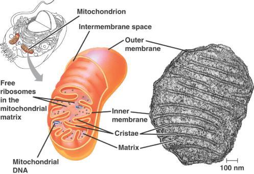 aerobic respiration Mitochondria Mitochondria Structure