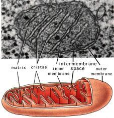 there may be 1 very large mitochondrion or 100s to 1000s of