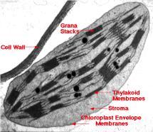 Chloroplasts Chloroplasts Chloroplasts are plant organelles class of plant structures = plastids amyloplasts store