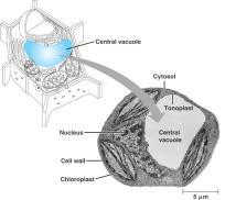 with lysosomes Contractile vacuoles in freshwater