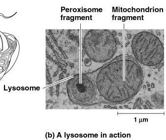 Lysosomes Function little stomach of the cell digests macromolecules clean up crew of the cell cleans up broken down organelles Structure vesicles of