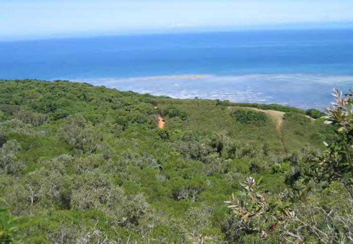 New Caledonia's dry forest The most threatened tropical dry